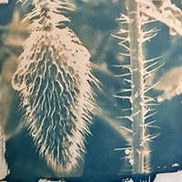 Jo Andersen - Normandy white tea toned cyanotypes photo print