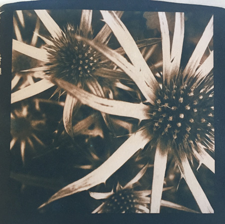 Jo Andersen - Normandy white tea toned cyanotypes photo print